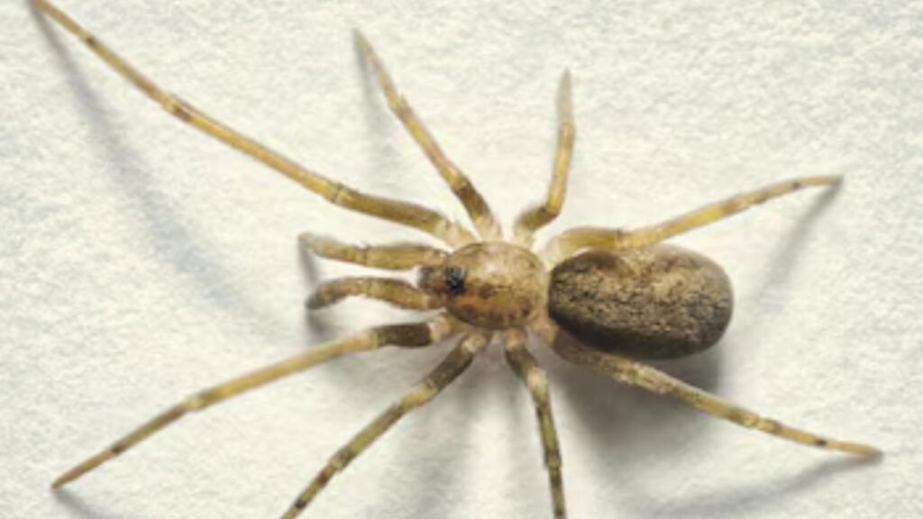 Descubren en Colombia una nueva araña inspirada en Pink Floyd: vive en paredes y caza presas más grandes que ella