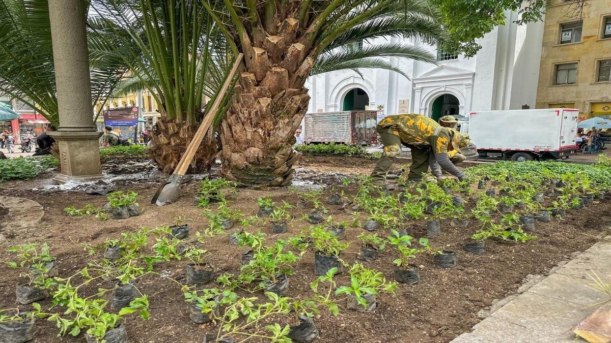 Medellín es reconocida por cuarta vez como Ciudad Árbol del Mundo