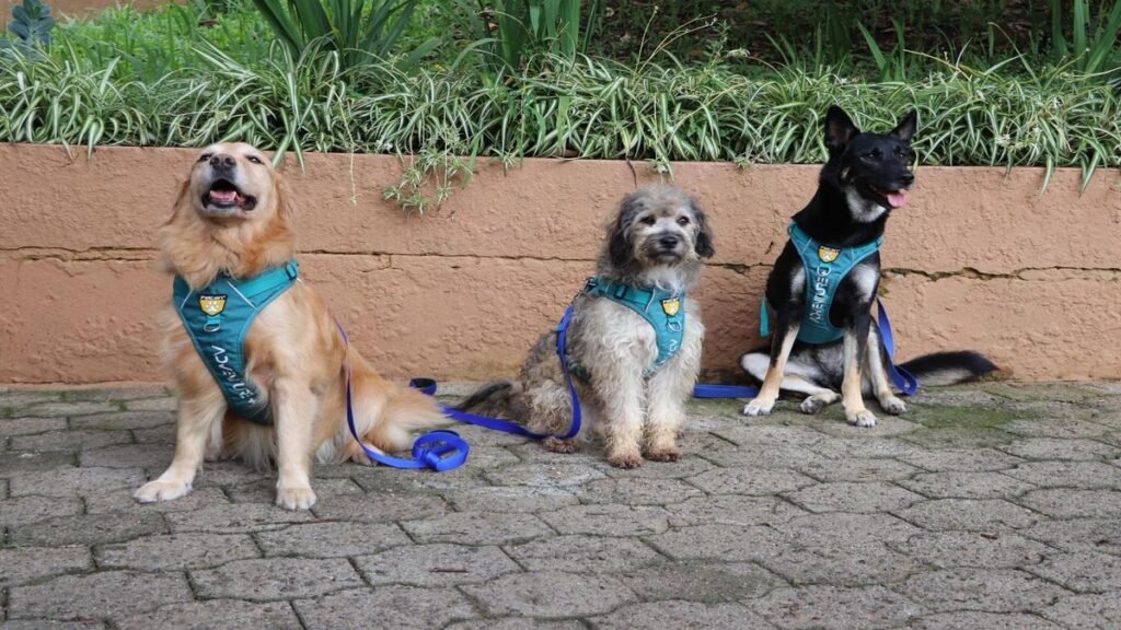 Perros que sanan: así transforma vidas el programa terapéutico con caninos rescatados en Medellín