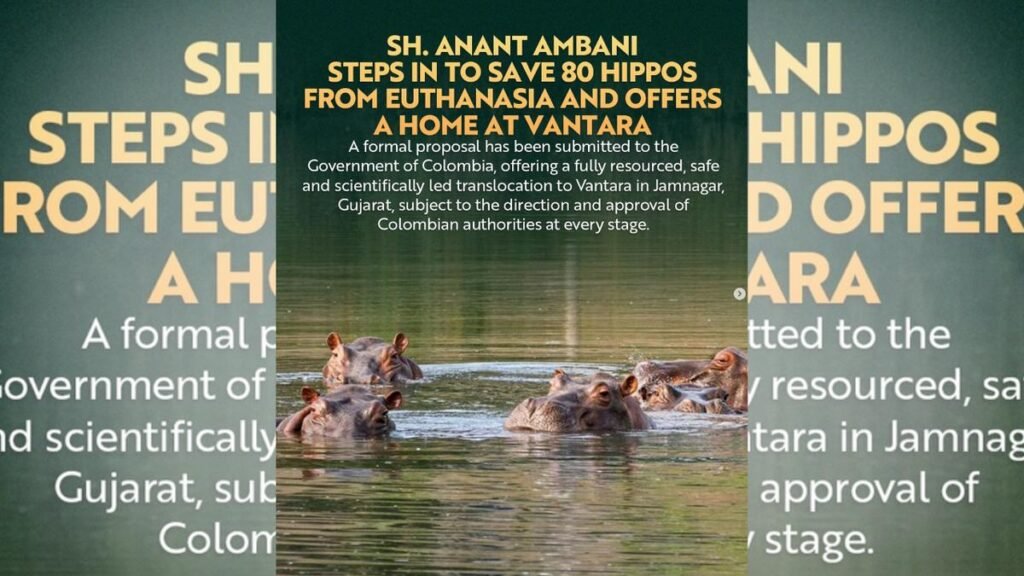 80 hipopótamos en Colombia podrían ser reubicados en uno de los santuarios más modernos del mundo: Vantara