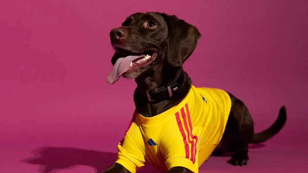 Mascotas también jugarán el Mundial: Adidas lanza camisetas oficiales para animales