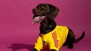 Mascotas también jugarán el Mundial: Adidas lanza camisetas oficiales para animales