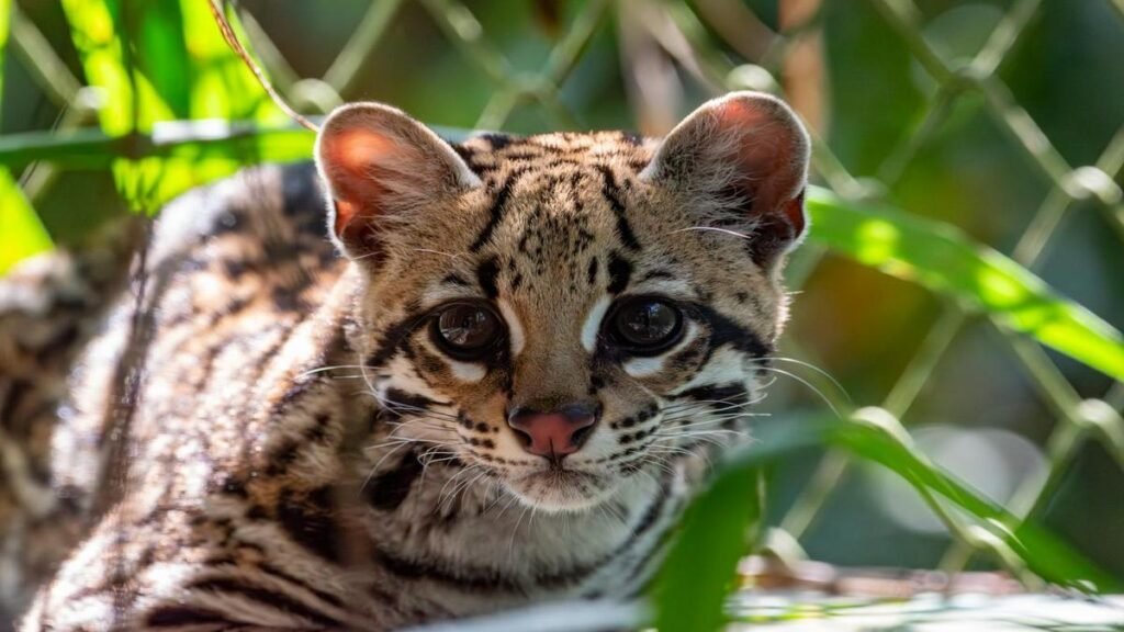 Ocelote vuelve a la libertad en Antioquia: símbolo de recuperación ambiental