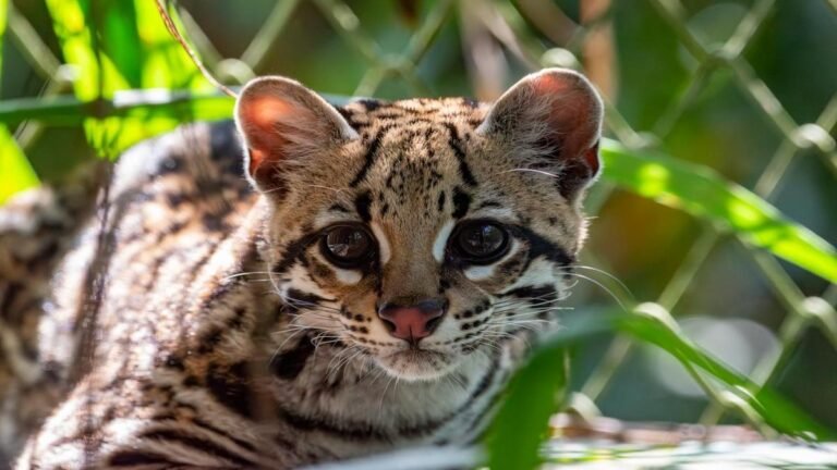 Ocelote vuelve a la libertad en Antioquia: símbolo de recuperación ambiental