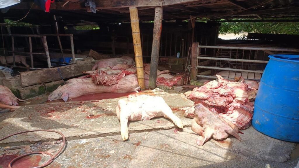 Incautan cerca de 4 toneladas de carne de cerdo en descomposición en La Pintada