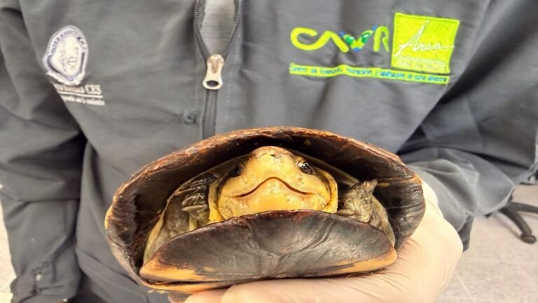 Del cautiverio al agua y al bosque: liberan 90 tortugas rescatadas del tráfico ilegal