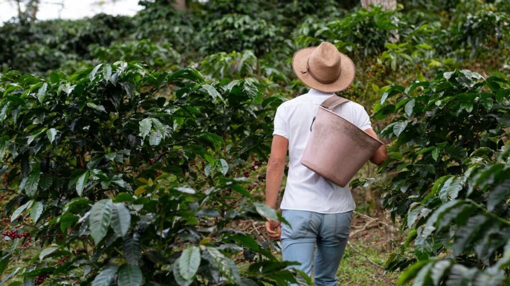 Extorsión golpea a caficultores en Antioquia: estudio advierte fuerte presencia criminal en zonas cafeteras