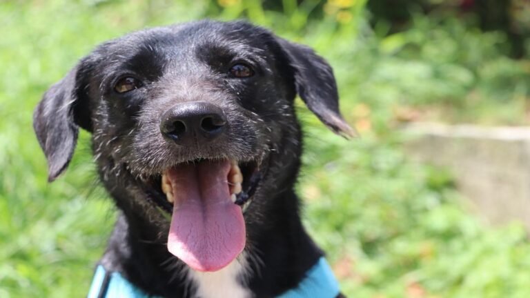 Medellín en alerta por el calor: mascotas podrían sufrir emergencias graves por altas temperaturas