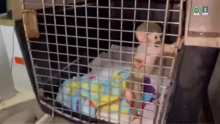 ¿Los usa solo para lucrarse? Judicializan a influencer ‘animalista’
