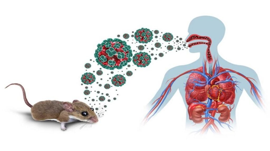 OMS descarta que el hantavirus pueda convertirse en una pandemia como el covid-19
