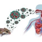 OMS descarta que el hantavirus pueda convertirse en una pandemia como el covid-19