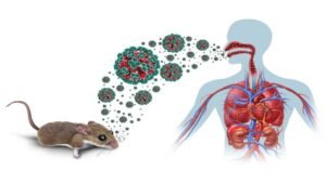 OMS descarta que el hantavirus pueda convertirse en una pandemia como el covid-19