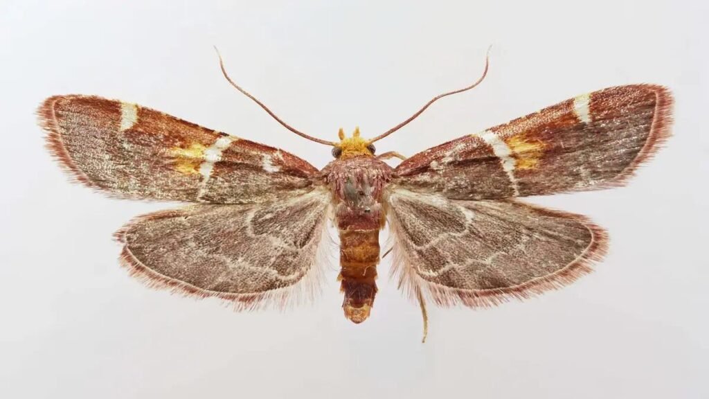 Una polilla púrpura y única: la nueva especie que lleva el nombre del papa León XIV