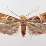 Una polilla púrpura y única: la nueva especie que lleva el nombre del papa León XIV