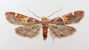 Una polilla púrpura y única: la nueva especie que lleva el nombre del papa León XIV