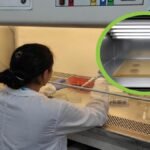 Investigadores de la UdeA crean superficies que eliminan bacterias con ayuda de la luz