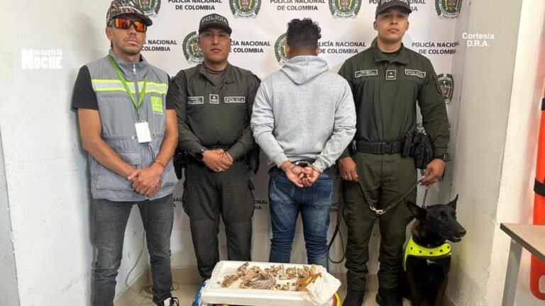 Policía capturó a hombre que transportaba partes de iguana en Medellín