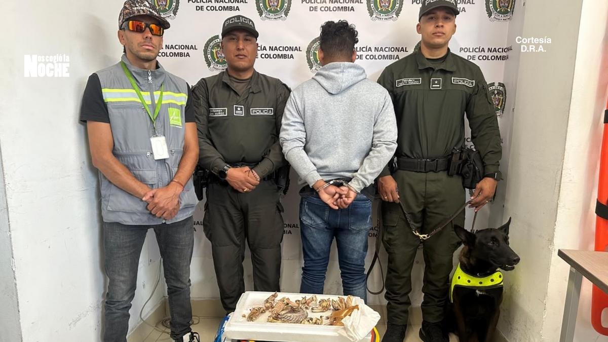 Policía capturó a hombre que transportaba partes de iguana en Medellín