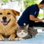 Bienestar animal. Fundaciones se unen para jornadas de esterilización