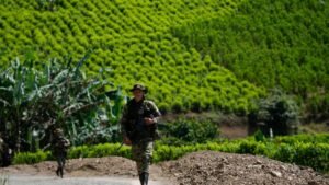 Vuelven a crecer los cultivos de coca en Colombia: ya superan las 261 mil hectáreas