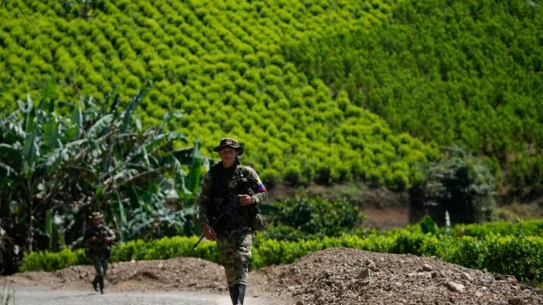 Vuelven a crecer los cultivos de coca en Colombia: ya superan las 261 mil hectáreas