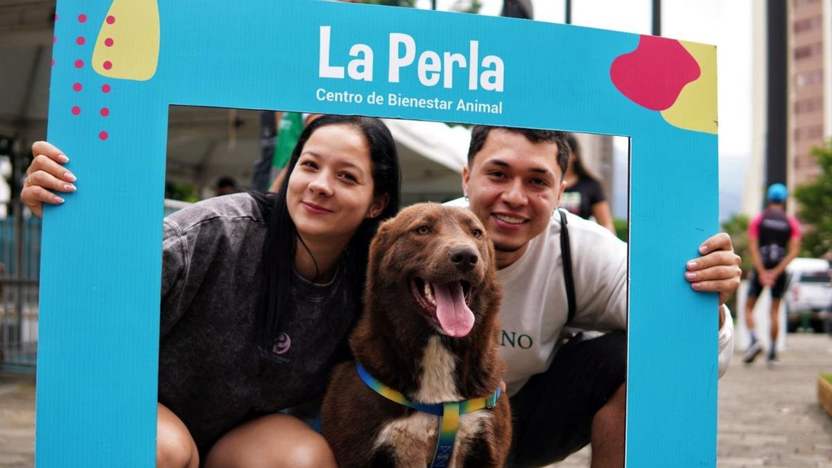 Más de 1.800 perros y gatos esperan un hogar: Medellín realizará una Adoptatón Mundialista en el Día del Padre