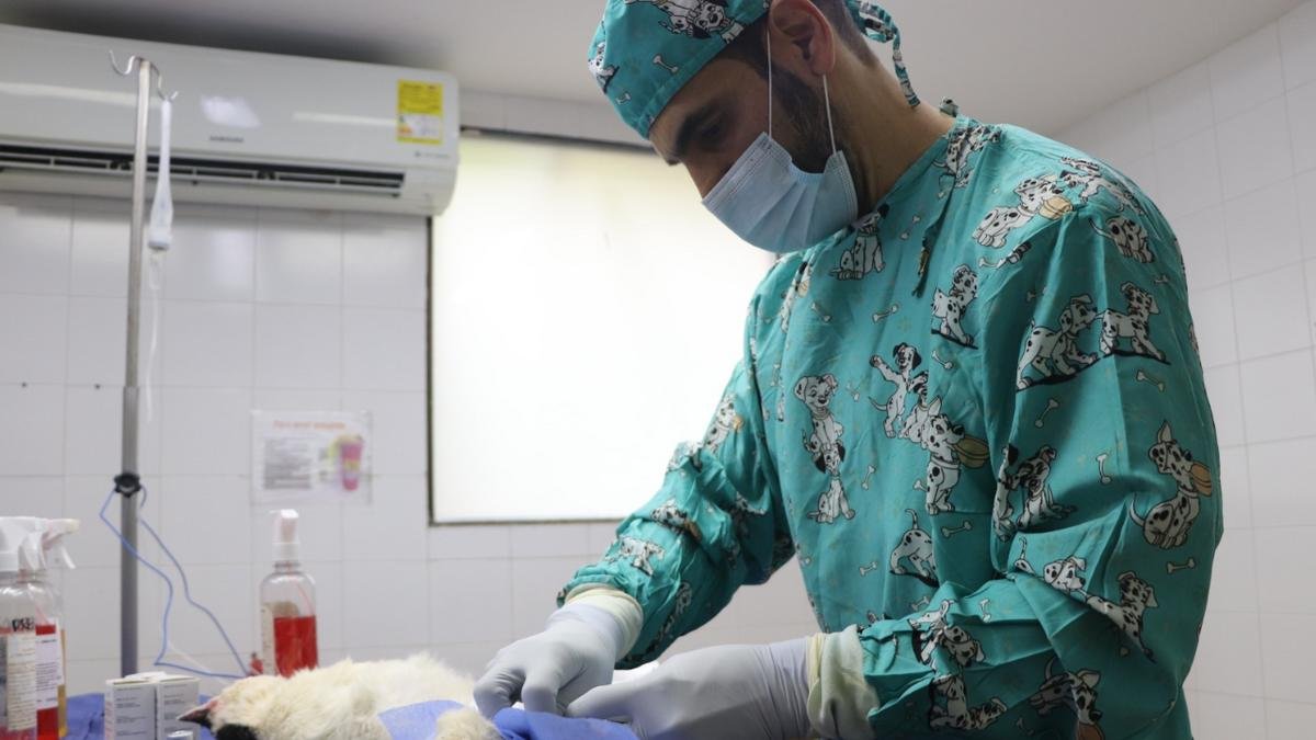 Medellín proyecta más de 21.000 esterilizaciones gratuitas para perros y gatos en 2026