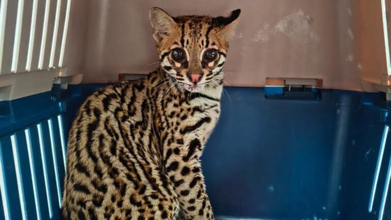 Rescatan un ocelote de tres meses en Sabaneta; autoridades creen que habría estado en cautiverio