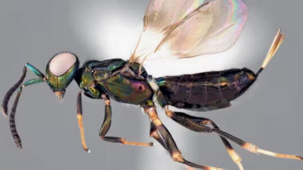 Fotos publicadas en redes sociales permitieron descubrir una especie de avispa nunca antes registrada en Japón