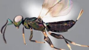 Fotos publicadas en redes sociales permitieron descubrir una especie de avispa nunca antes registrada en Japón