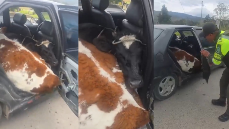 Las vacas eran robadas: hombre fue sorprendido transportando dos bovinos en un carro particular