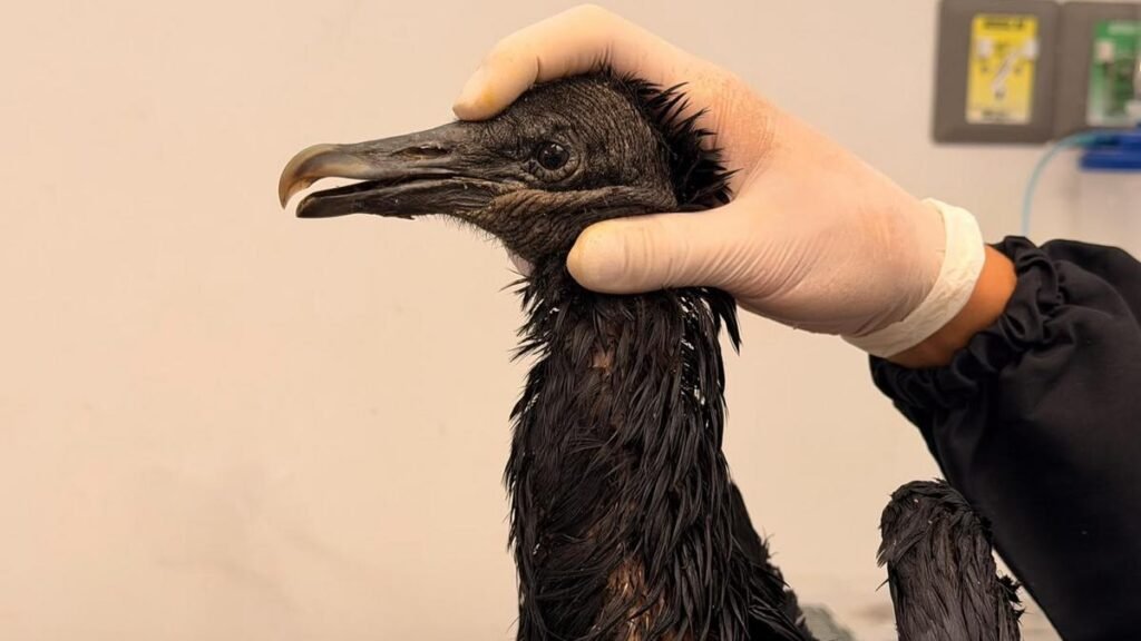 Gallinazo lucha por sobrevivir tras sufrir graves quemaduras