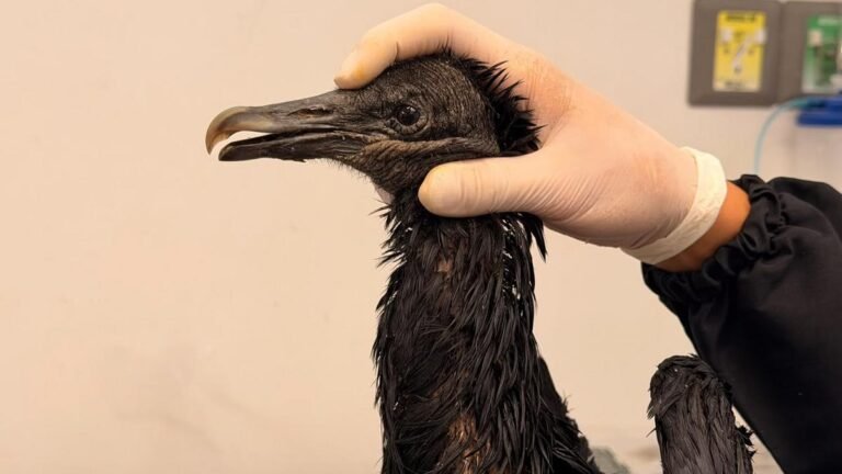 Gallinazo lucha por sobrevivir tras sufrir graves quemaduras