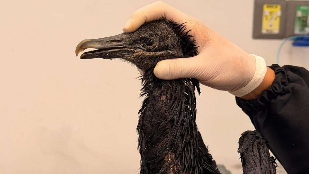 Gallinazo lucha por sobrevivir tras sufrir graves quemaduras