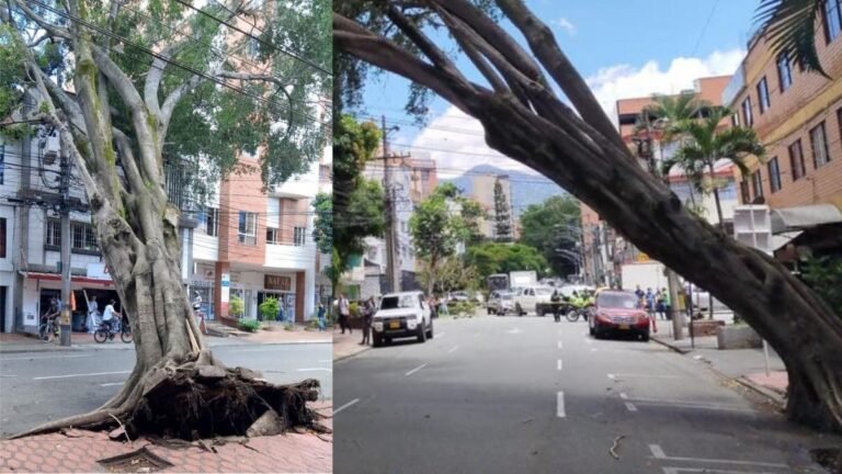 Caída de árbol deja sin energía a sectores de Laureles y San Joaquín