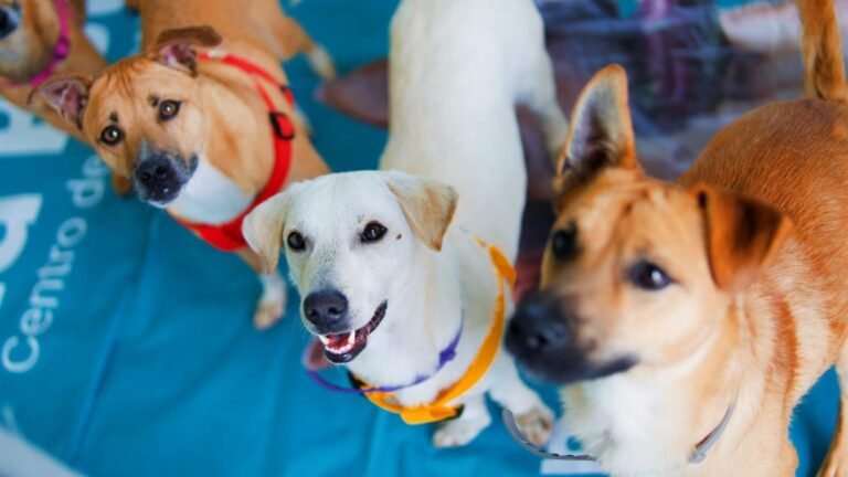 160 perros y gatos encontraron un hogar en Medellín gracias a la adoptatón mundialista