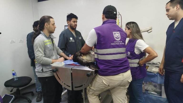 Rescatan a ocho animales tras el terremoto en Cali y continúan buscando a un perro entre los escombros