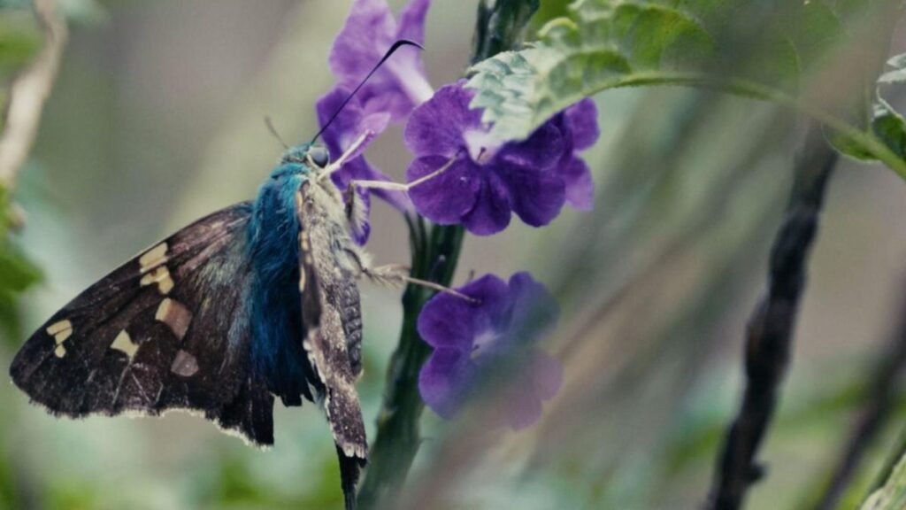 Medellín pagará a quienes protejan la biodiversidad en sus cinco corregimientos