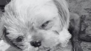 Indignación en San Roque por muerte de Luna, una perrita víctima de maltrato y abuso sexual