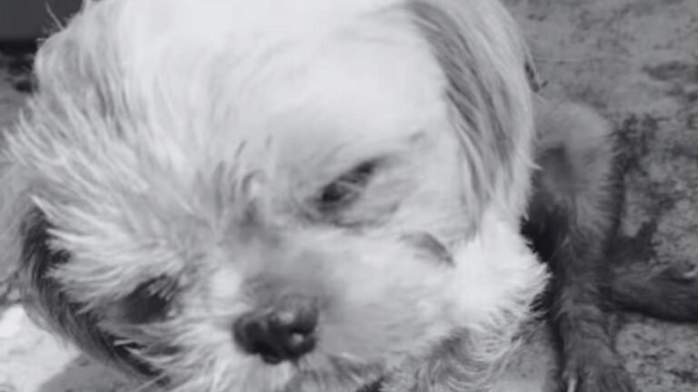 Indignación en San Roque por muerte de Luna, una perrita víctima de maltrato y abuso sexual