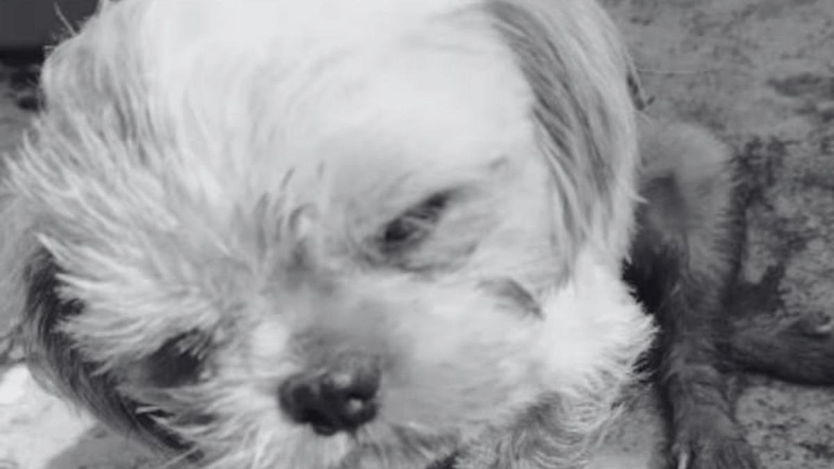 Indignación en San Roque por muerte de Luna, una perrita víctima de maltrato y abuso sexual