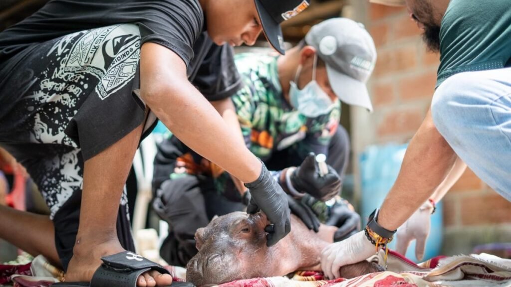 Rescatan cría de hipopótamo en Puerto Nare: estaba sola y en estado crítico de salud
