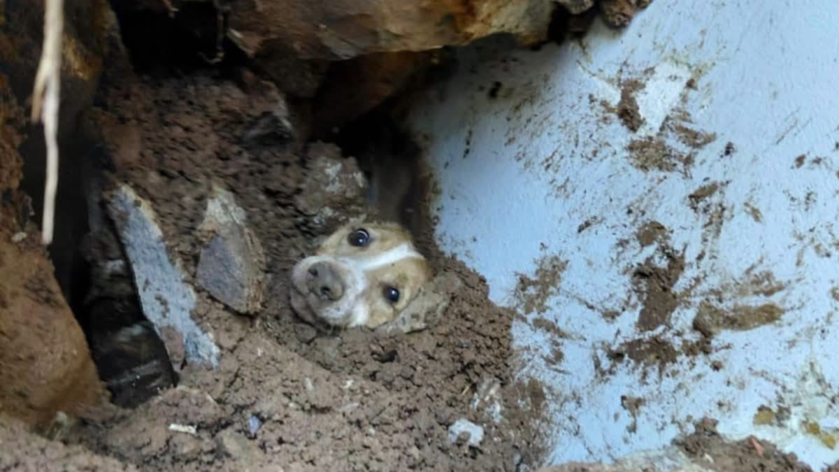 Perrito rescatado entre escombros no fue encontrado en Cali: la historia ocurrió en Brasil