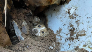 Perrito rescatado entre escombros no fue encontrado en Cali: la historia ocurrió en Brasil