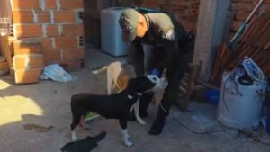 Rescatan a dos perros de un presunto caso de maltrato en Castilla