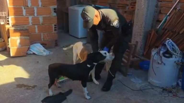 Rescatan a dos perros de un presunto caso de maltrato en Castilla