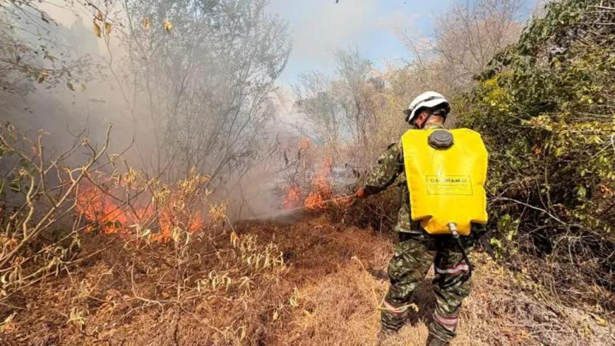 Más de 20 incendios forestales activos en Colombia. UNGRD prende las alarmas