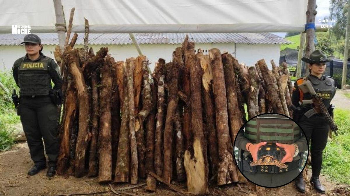 Golpe ambiental en Antioquia: incautan 61 animales y 17,9 metros cúbicos de madera