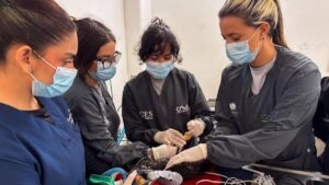 Un gavilán cola corta fue salvado tras una electrocución