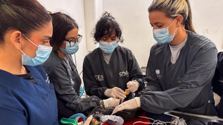 Un gavilán cola corta fue salvado tras una electrocución